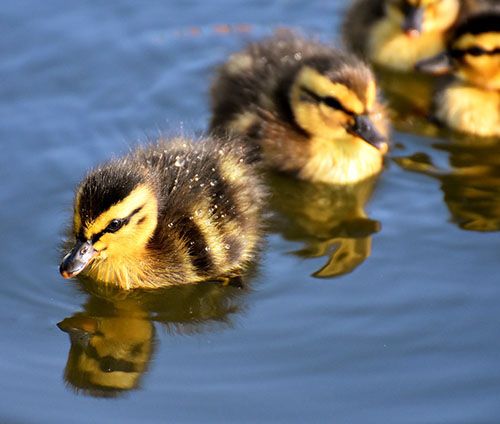 nombres para patitos