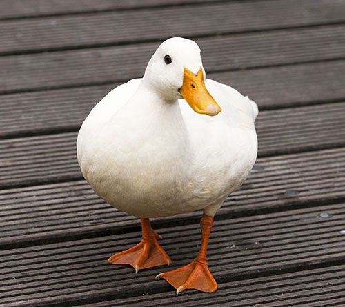 nombres para patos hembra