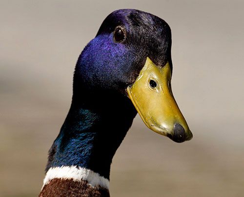 Nombres para patos