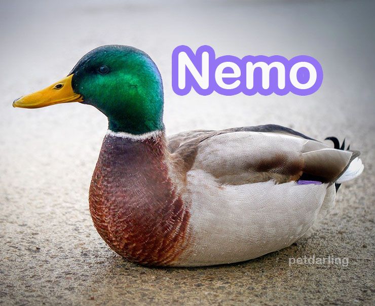 nombres para patos