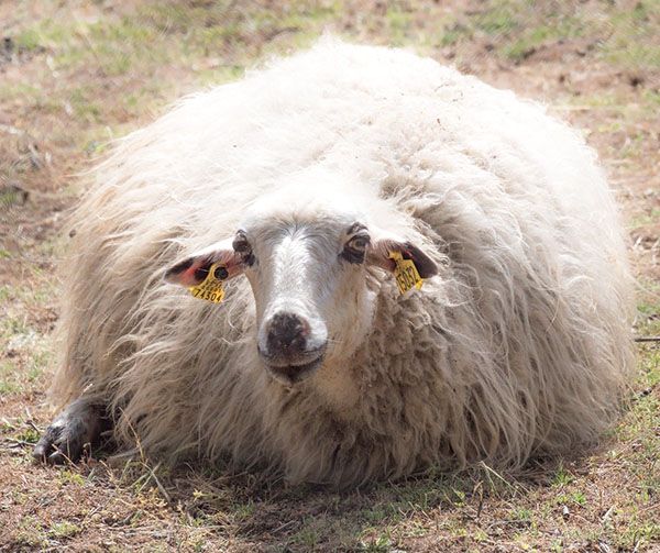 oveja churra