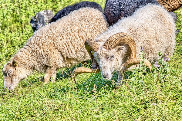 oveja macho y hembra