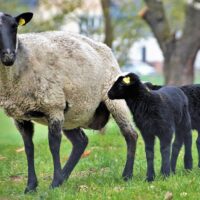 la oveja más grande del mundo