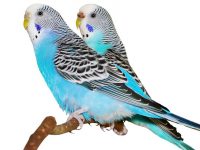 periquitos azules pareja