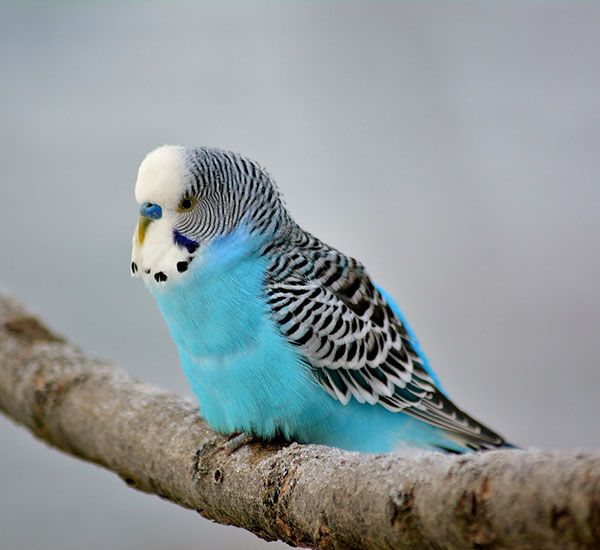 periquito azul