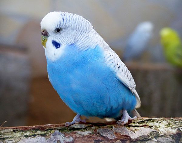 periquito azul hembra
