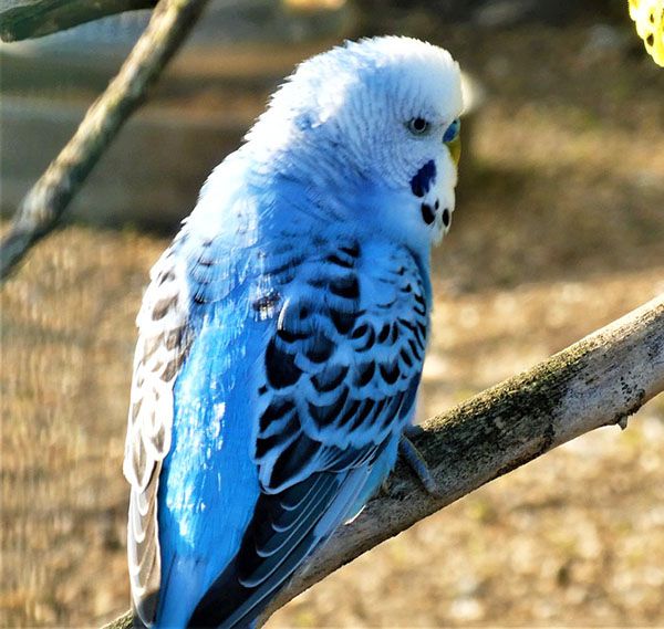 periquito opalino azul