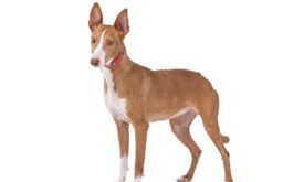 Podenco andaluz