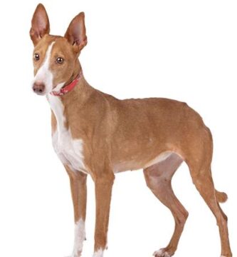 podenco andaluz