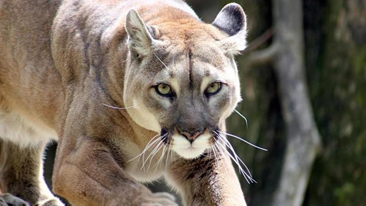 Investigación excitación Ciencias El Puma o león de montaña, un felino de gran belleza.