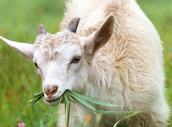 que comen las cabras
