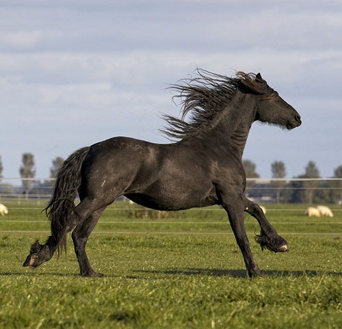 razas de caballos