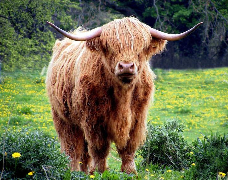 razas de vaca