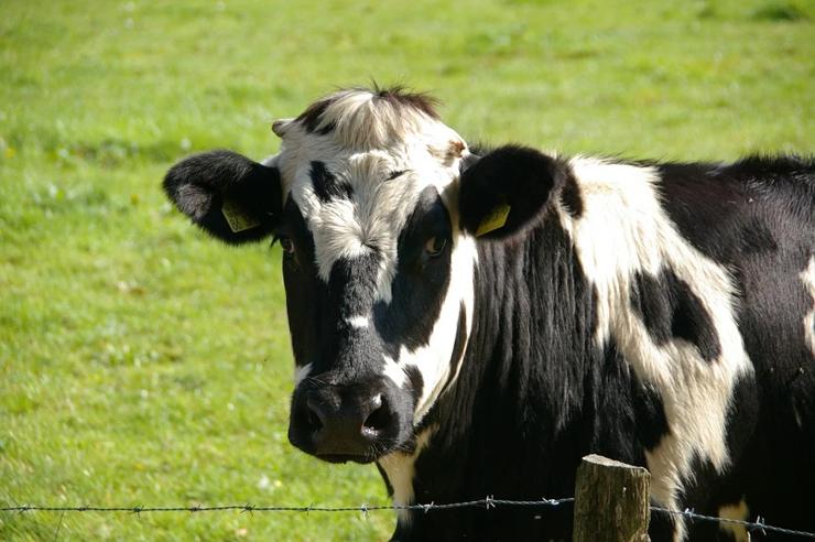 vaca lechera