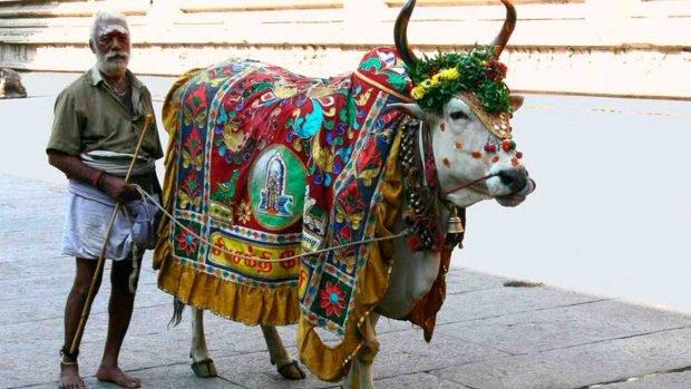 animal sagrado hindu