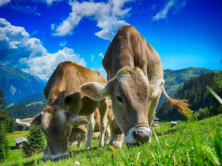 que comen las vacas