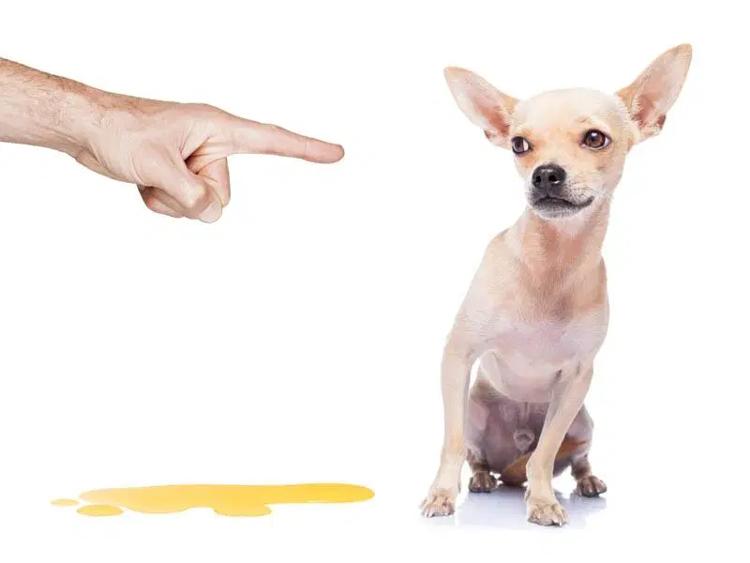 Por qué mi perro se mea en casa