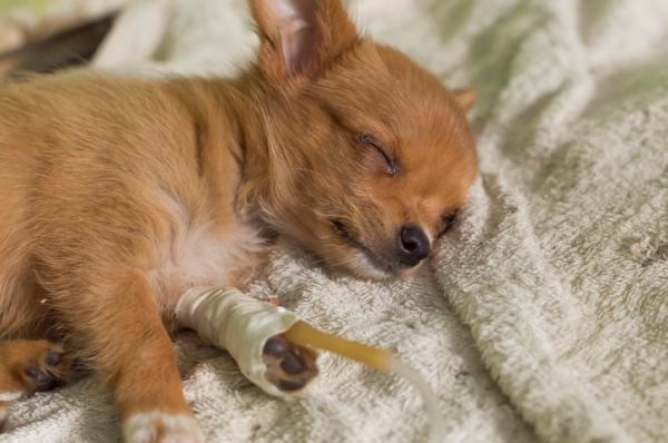 cuanto dura el parvovirus en una casa