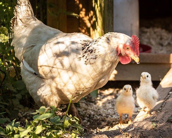cuanto tiempo esta la gallina con los pollitos