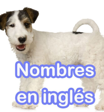 nombres de perros en ingles