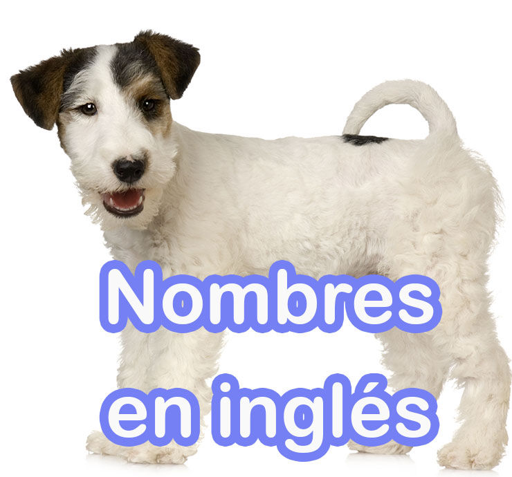 200 Nombres de perros en INGLÉS con SIGNIFICADO encantarán!