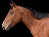 nombres para caballos