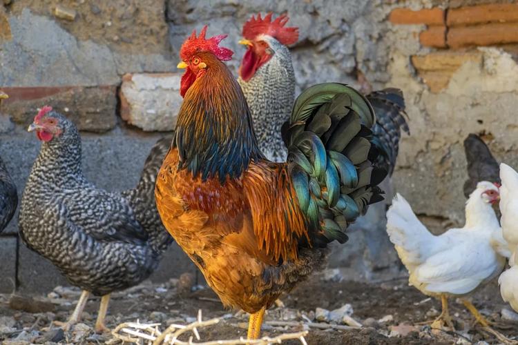 nombres para gallinas y gallos