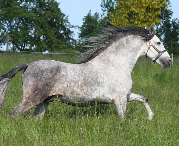 caballo andaluz