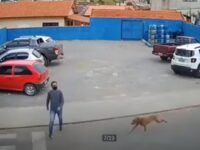 perro atropella joven paso cebra