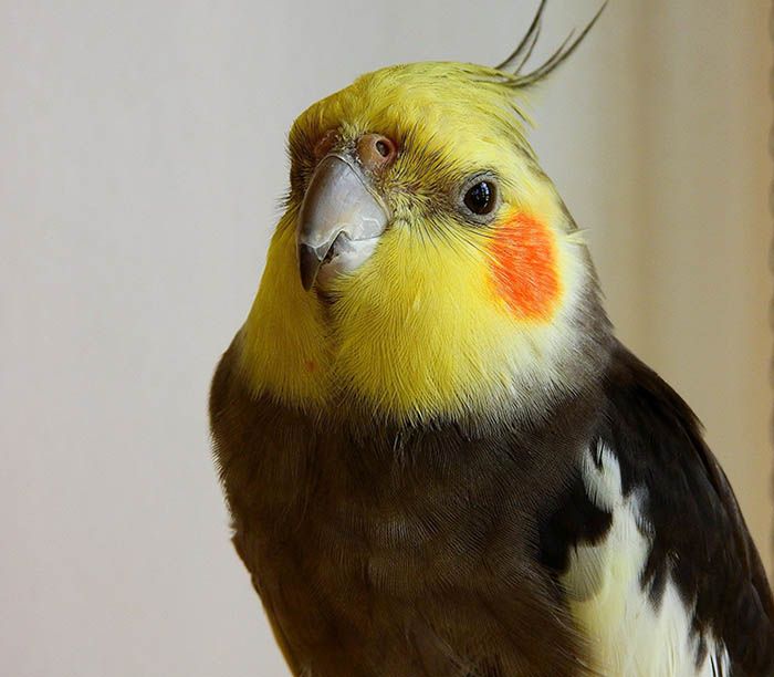 ninfa macho