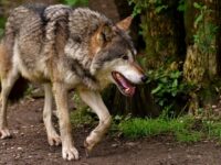 animales carnivoros