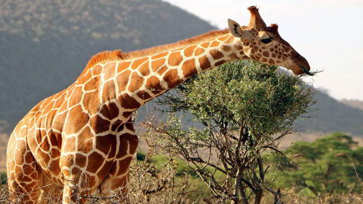 animales mamíferos herbivoros jirafa