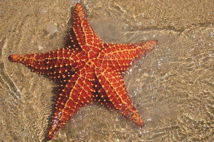 animales con dos sexos estrella de mar