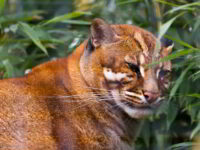 gato dorado asiatico