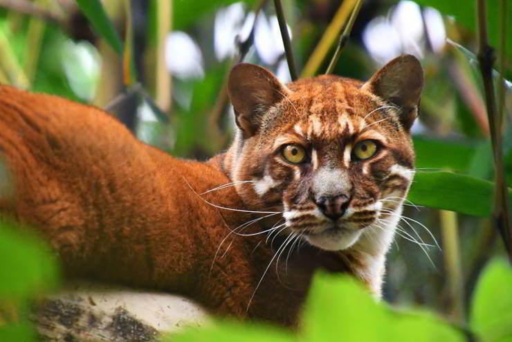 gato dorado asiático