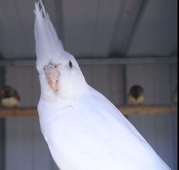 ninfa blanca
