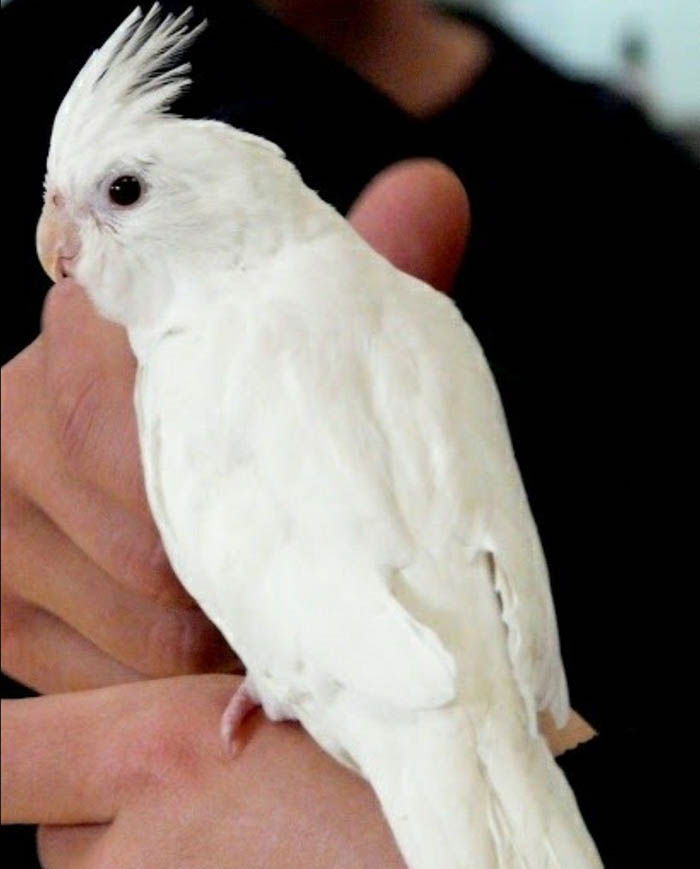 ninfa blanca precio