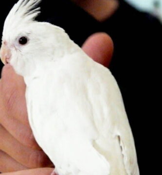 ninfa blanca