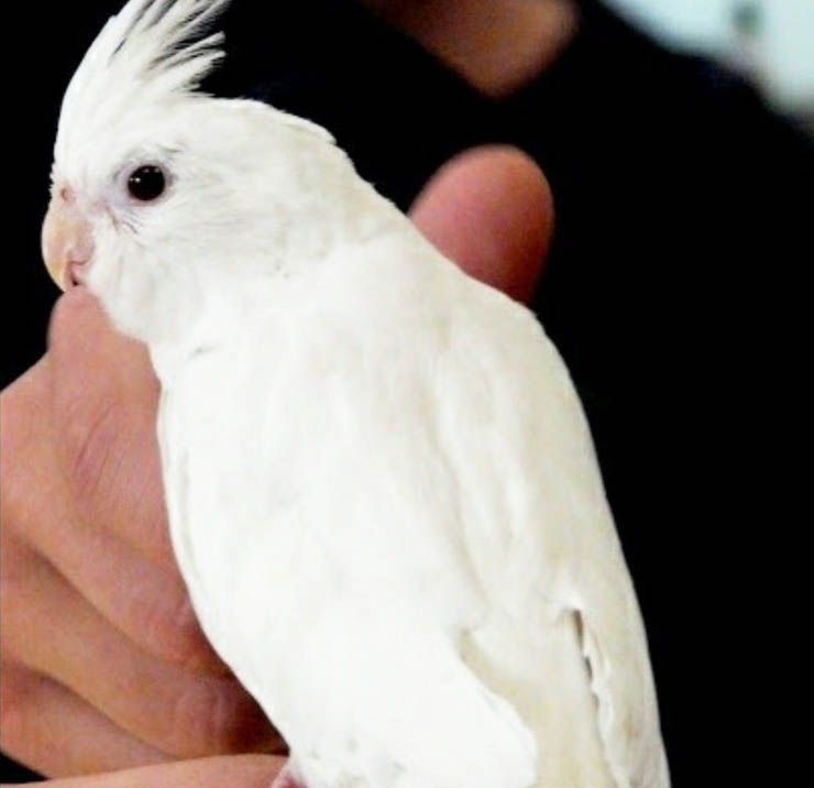 ninfa blanca
