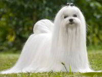 nombres para perros bichon maltes