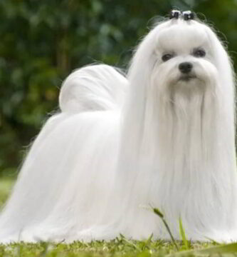 nombres para perros bichon maltes