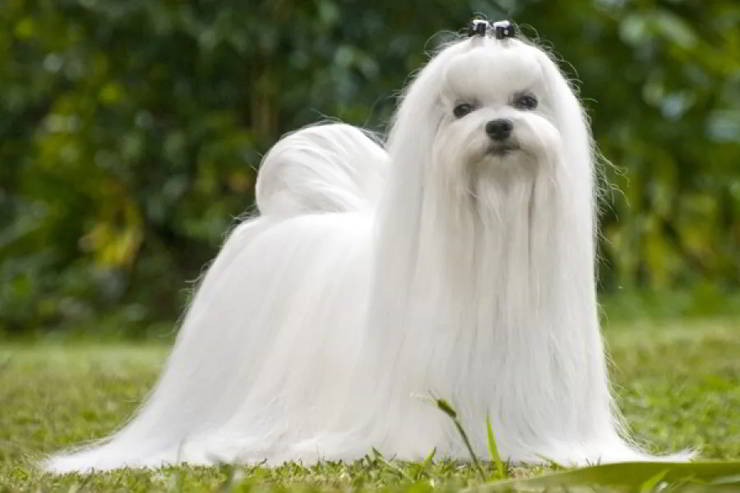 nombres para perros bichon maltes
