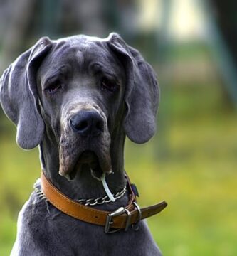 nombres para perros grandes