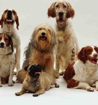 nombres para perros medianos