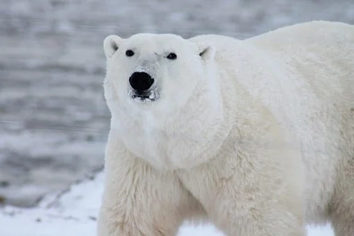 oso polar ejemplo animal carnívoro