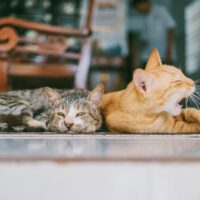 parvovirus en gatos