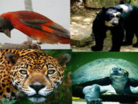 animales peligro de extincion venezuela