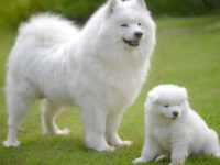 nombres para perros blancos