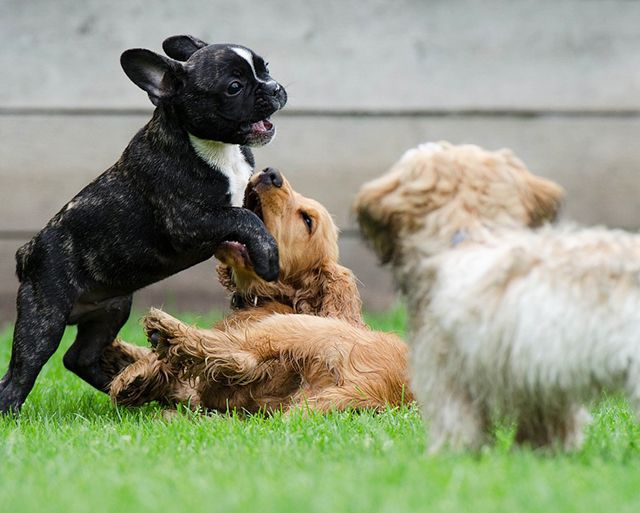nombres para perritas  de disney 