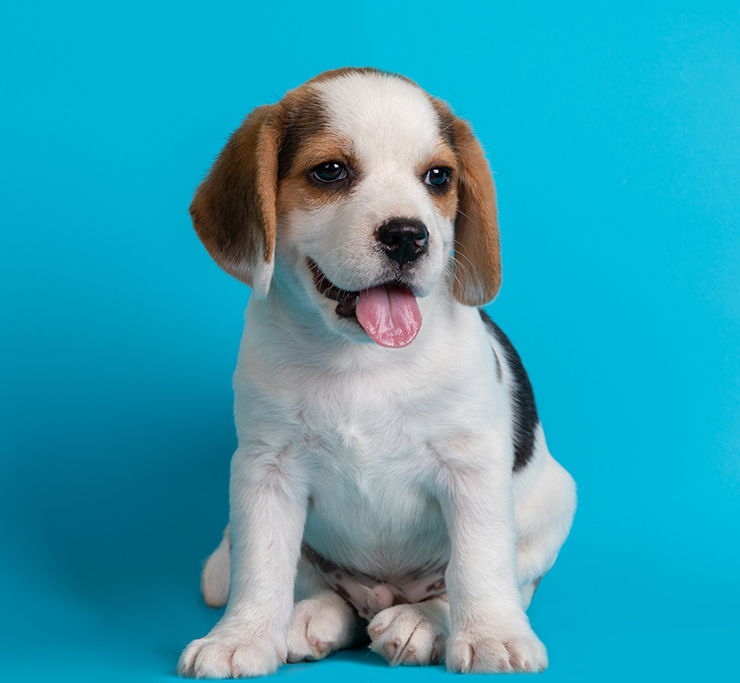 nombres de disney para perros